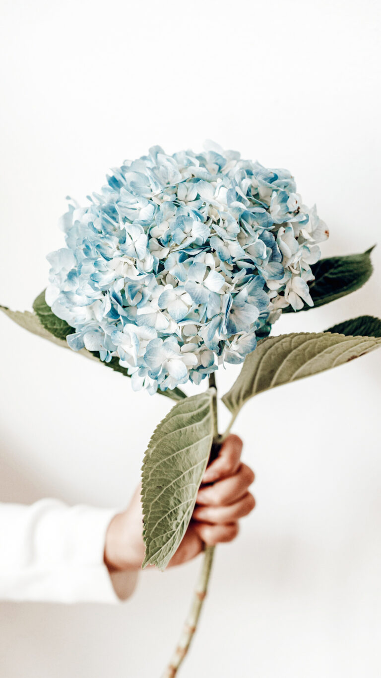How to Use Baking Soda for Hydrangeas