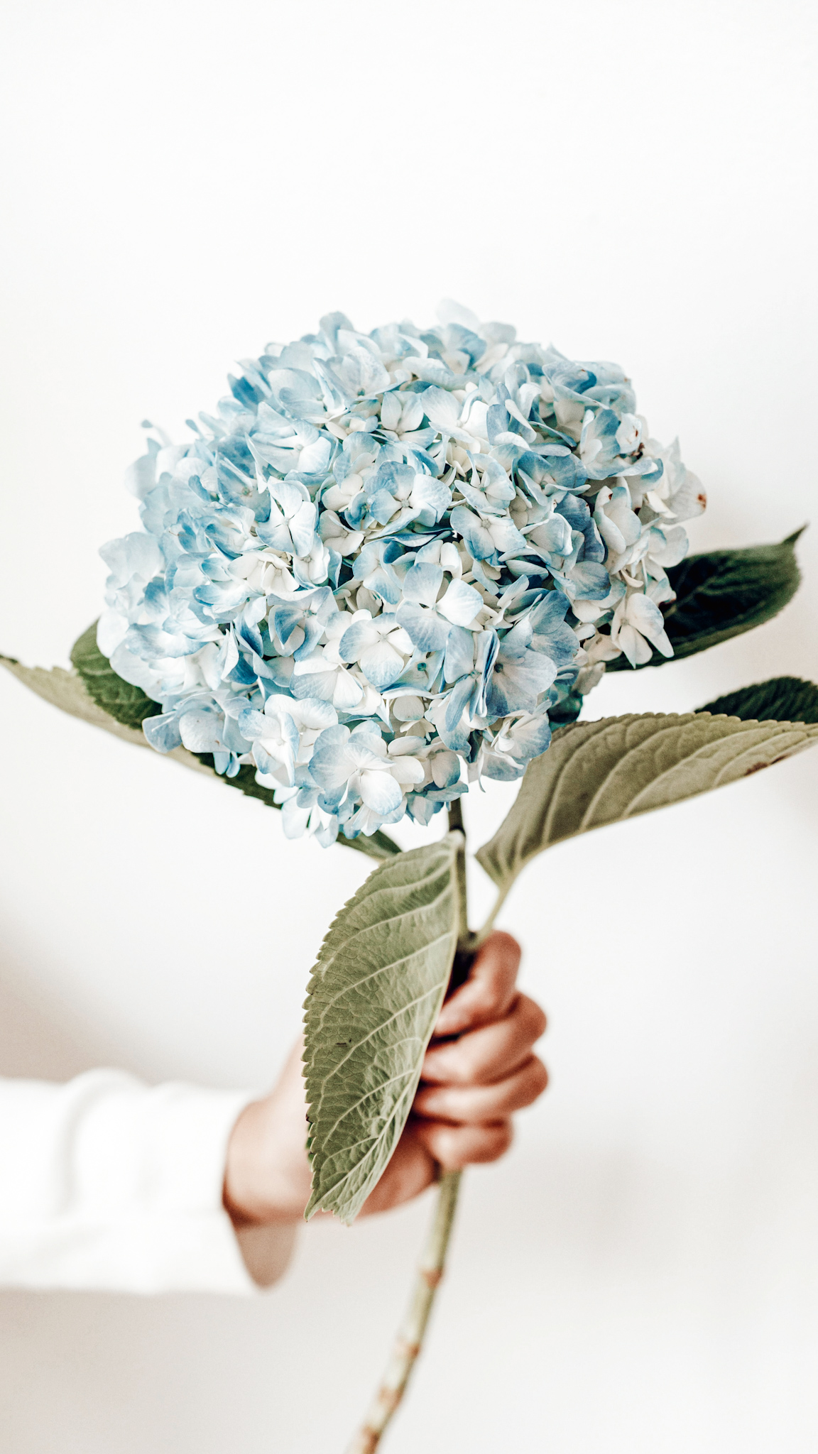 How to Use Baking Soda for Hydrangeas |