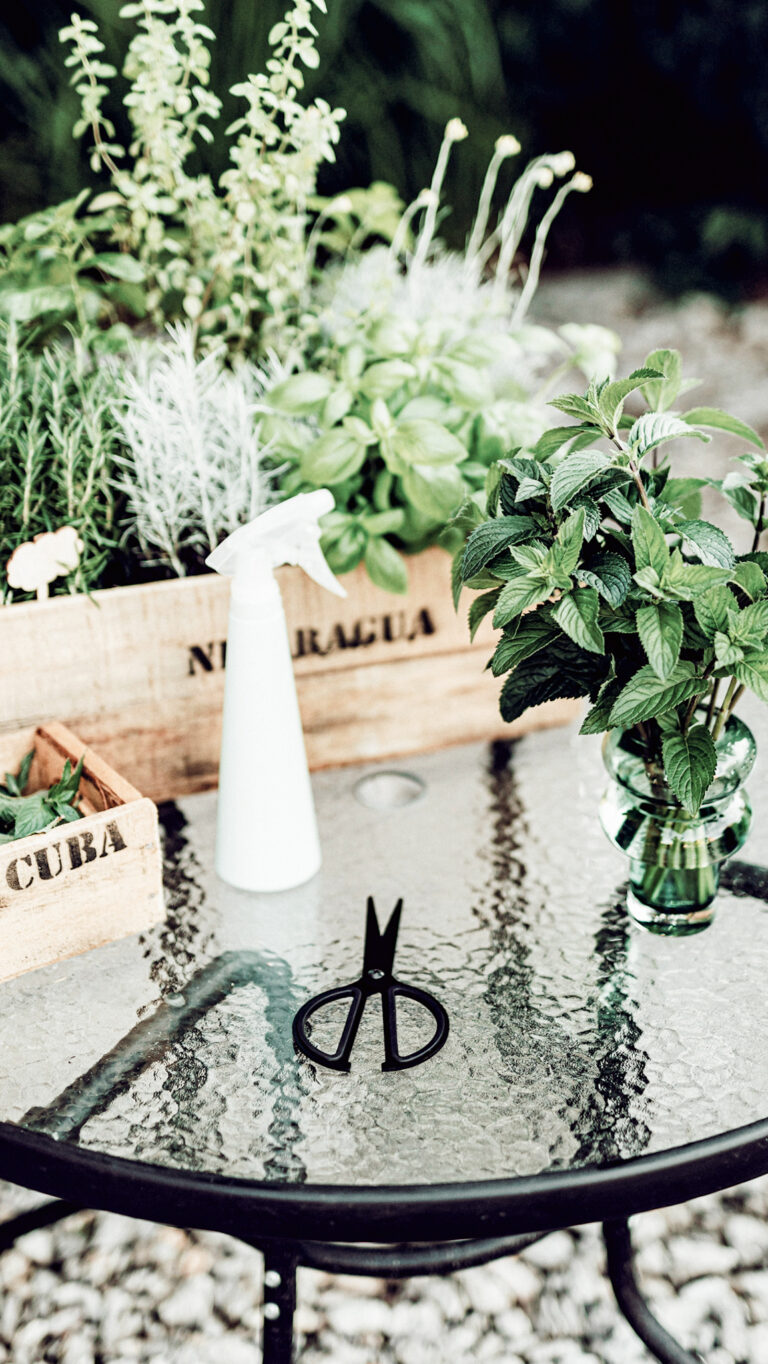 Drying Herbs: A Complete Guide for Beginners