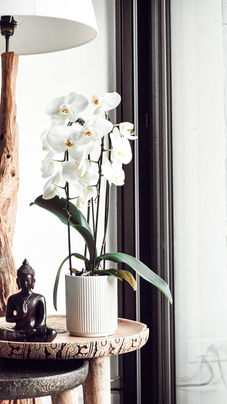 How to Revive an Orchid