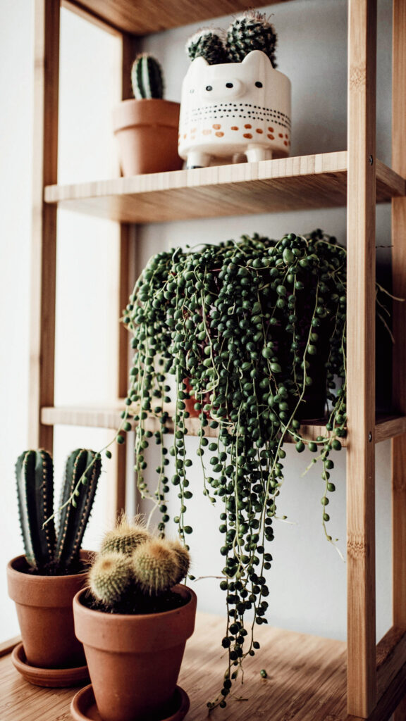 10 Indoor Plant Styling Ideas That’ll Instantly Elevate Your Home |