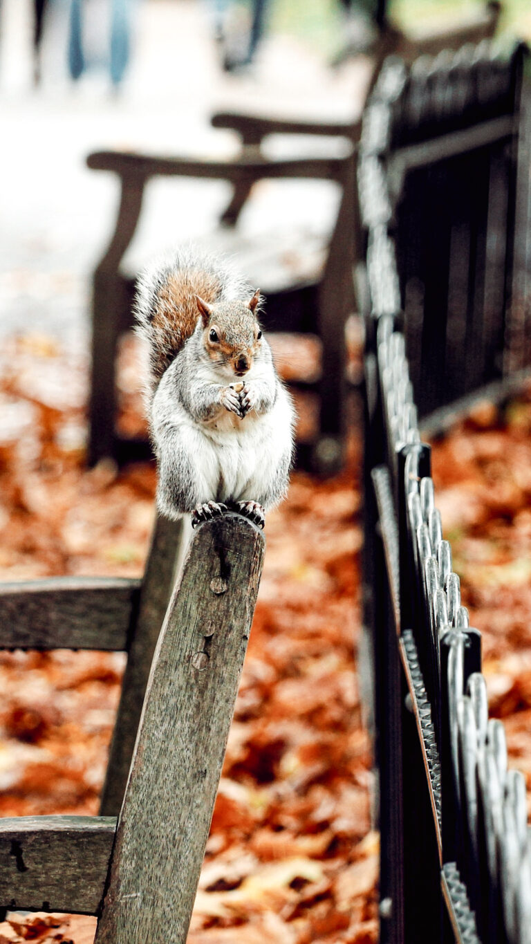 Slow Living Fall Reset: Cozy Rituals to Restore Your Energy Before Winter